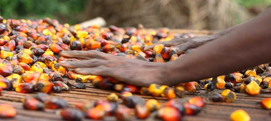 Wilmar: Afrika Akan Mendorong Permintaan Minyak Sawit Global di Masa Depan