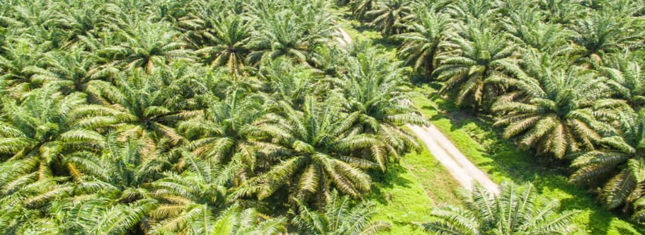 SPRC Bidik Ekspansi Perkebunan Kelapa Sawit hingga 20.000 Hektare