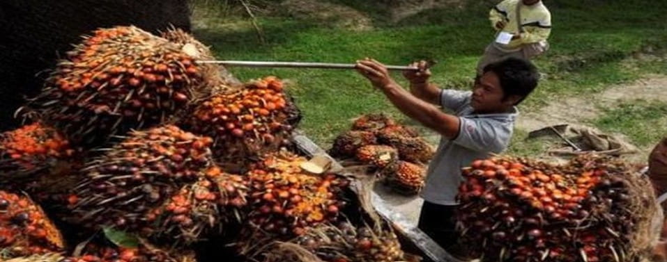 Program Peremajaan Kelapa Sawit di Malaysia Melambat Akibat Kenaikan Harga Bahan Bakar dan Pupuk