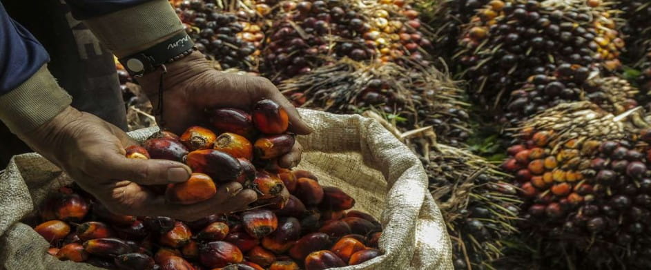 Distributor Minyak Sawit Thailand Smothong Raup Keuntungan seiring Dorongan Biodiesel Pemerintah Meningkatkan Permintaan