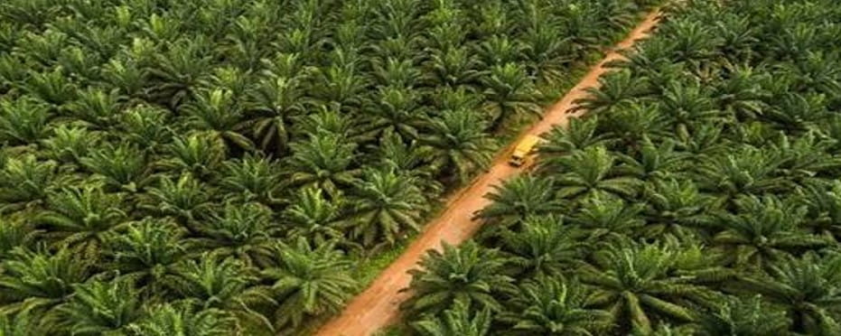 Bloomberg: SIFCA Akan Investasikan US$417 Juta Untuk Ekspansi Industri Minyak Sawit di Afrika Barat
