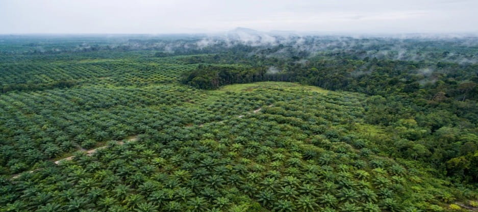 Industri Kelapa Sawit Indonesia Tidak Bisa Menunggu Lebih Lama